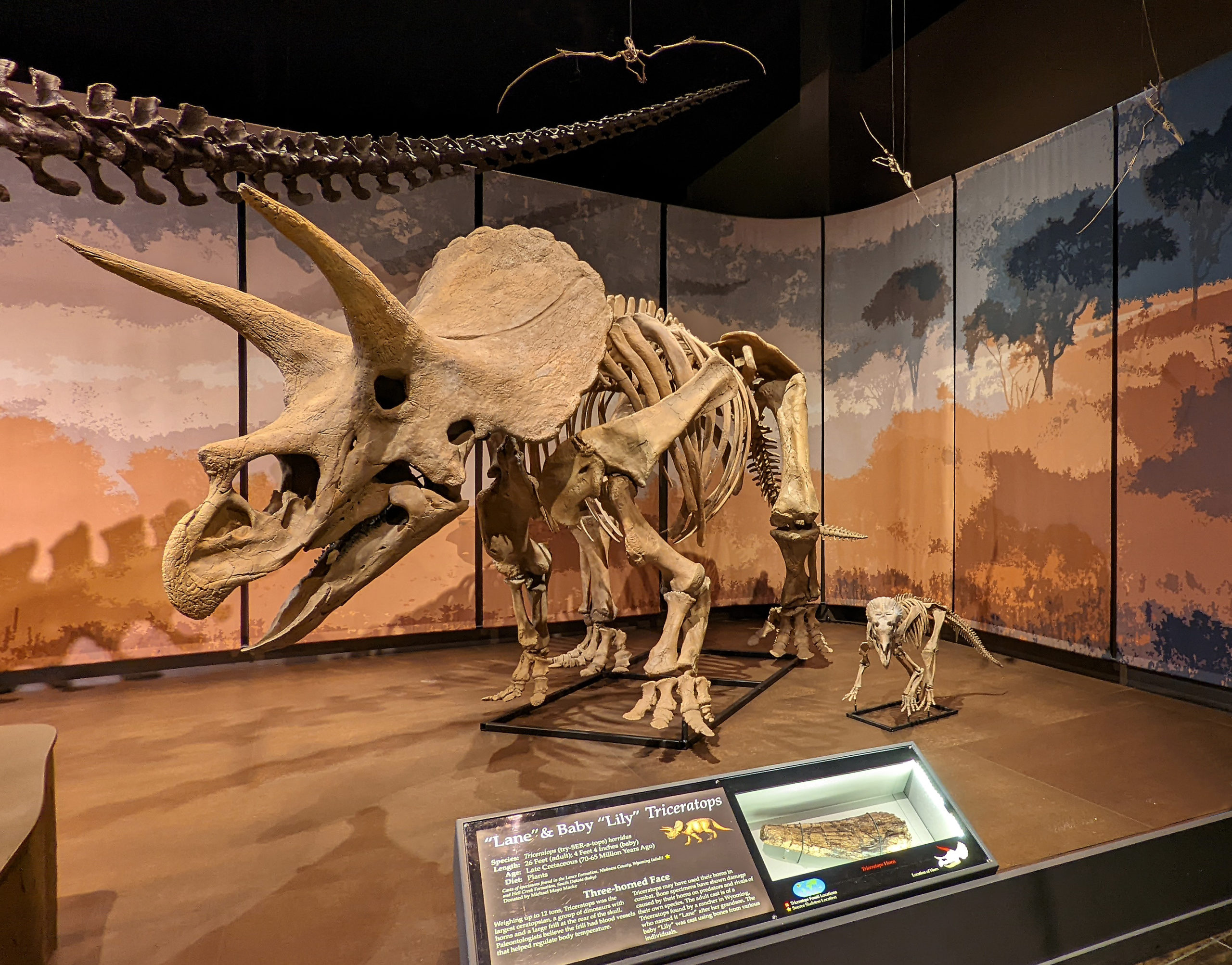 Triceratops Tellus Museum In Cartersville Georgia