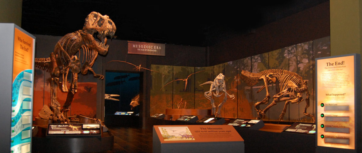 Fossil Gallery at Tellus Science Museum