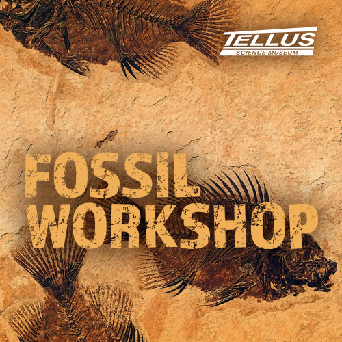 Fossil Workshop at Tellus Science Museum