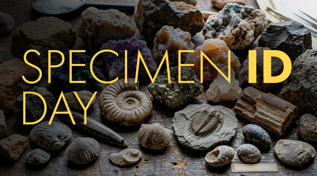 Specimen ID Day at Tellus Science Museum